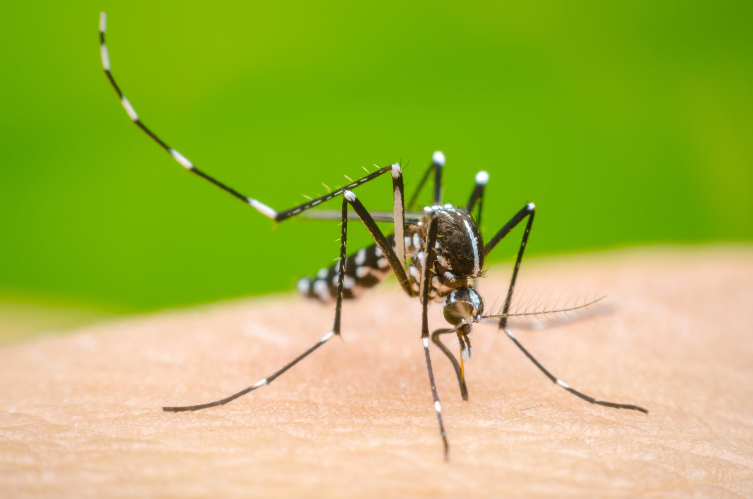 Ministerio de Salud reporta una reducción del 80 % de los casos de dengue este año - Noticias de hoy en República Dominicana | De Último Minuto