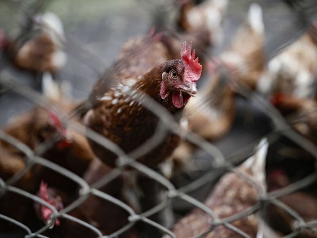 España prohíbe la cría de aves de corral al aire libre para prevenir la gripe aviar