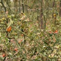 La crisis climática destroza cultivos y condena al hambre a millones de personas