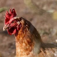 Irlanda ordena confinamiento de aves de corral tras confirmar dos brotes de gripe aviar