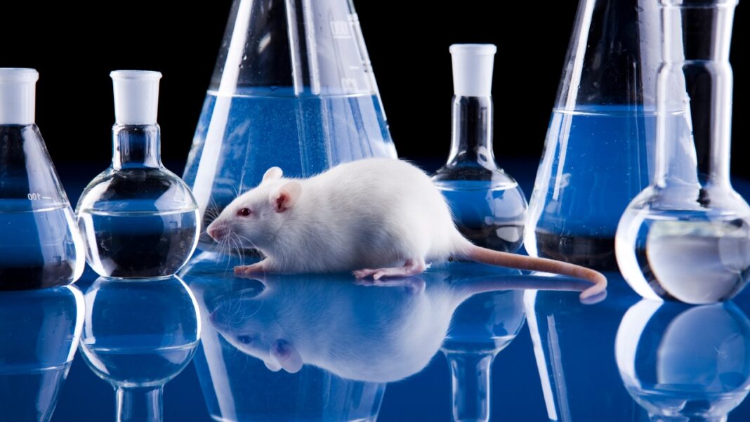 El Gobierno británico planea la eliminación gradual de los experimentos médicos con animales