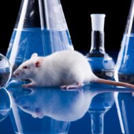 El Gobierno británico planea la eliminación gradual de los experimentos médicos con animales