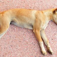 Indignación en Castillo por el envenenamiento de varios perros