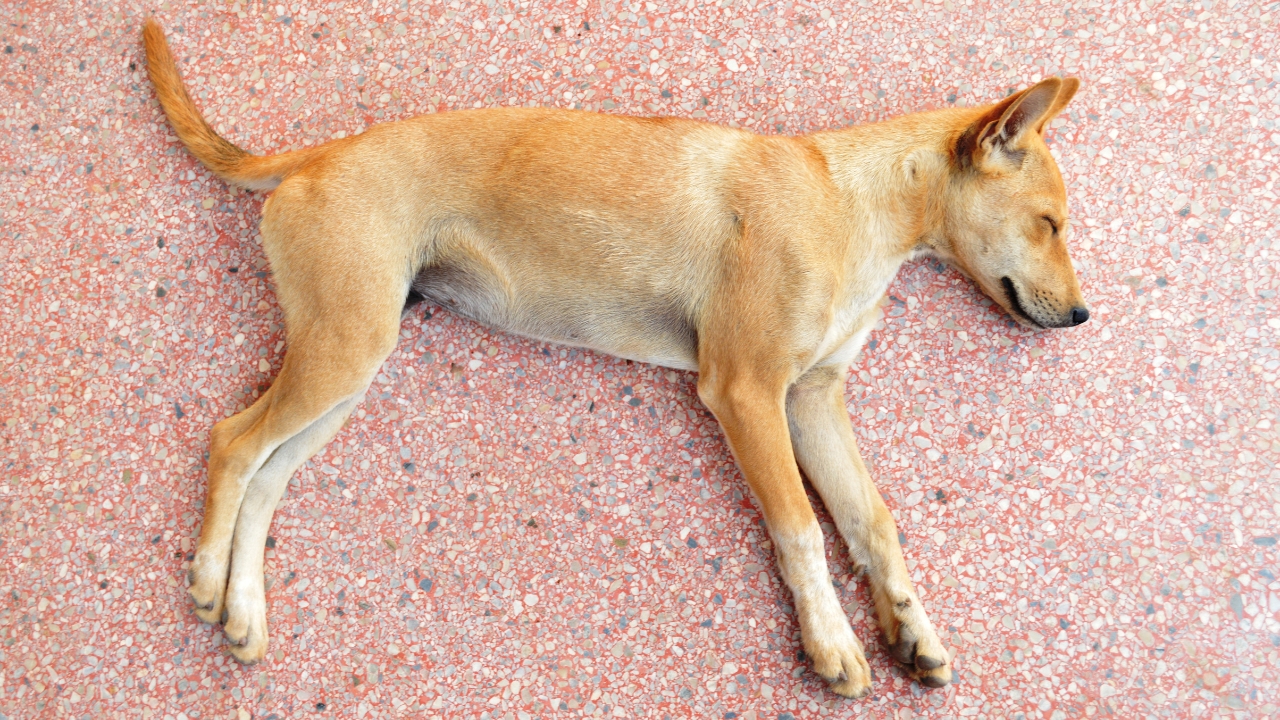 Indignación en Castillo por el envenenamiento de varios perros