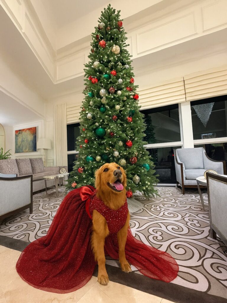¡Alerta ternura! Mascotas se adueñaron de postales navideñas | 2 | ¡Alerta ternura! Mascotas se adueñaron de postales navideñas - Noticias de hoy en República Dominicana | De Último Minuto