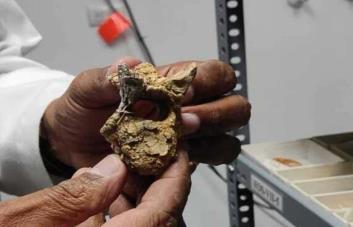 Descubren nidos fósiles de abejas en mandíbulas de mamíferos prehistóricos en República Dominicana | 2 | Descubren nidos fósiles de abejas en mandíbulas de mamíferos prehistóricos en República Dominicana - Noticias de hoy en República Dominicana | De Último Minuto