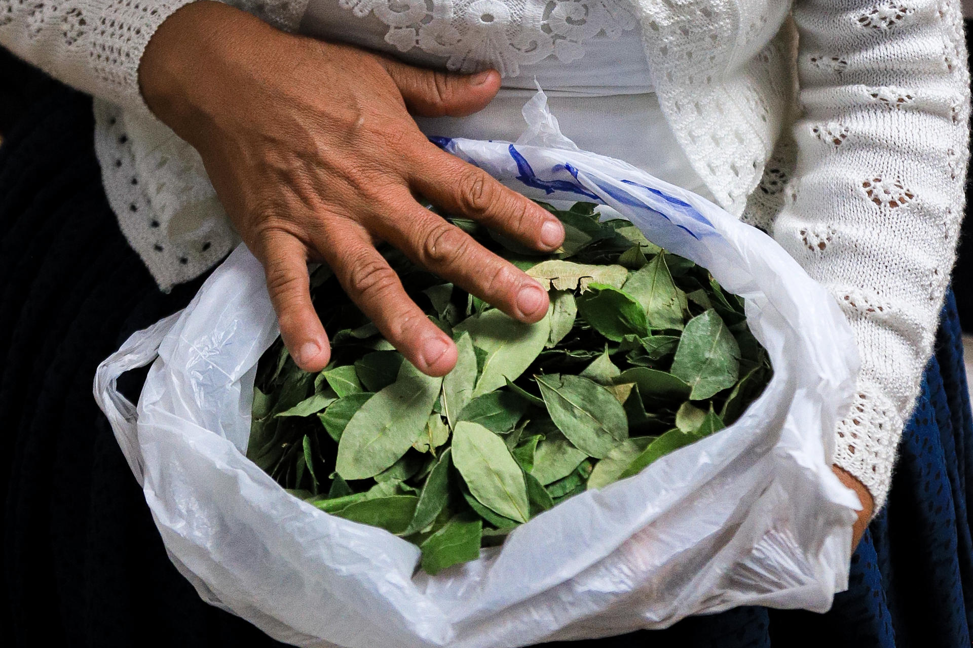 Los cultivos de hoja de coca en Bolivia se incrementaron un 10 % en 2024, según la ONU