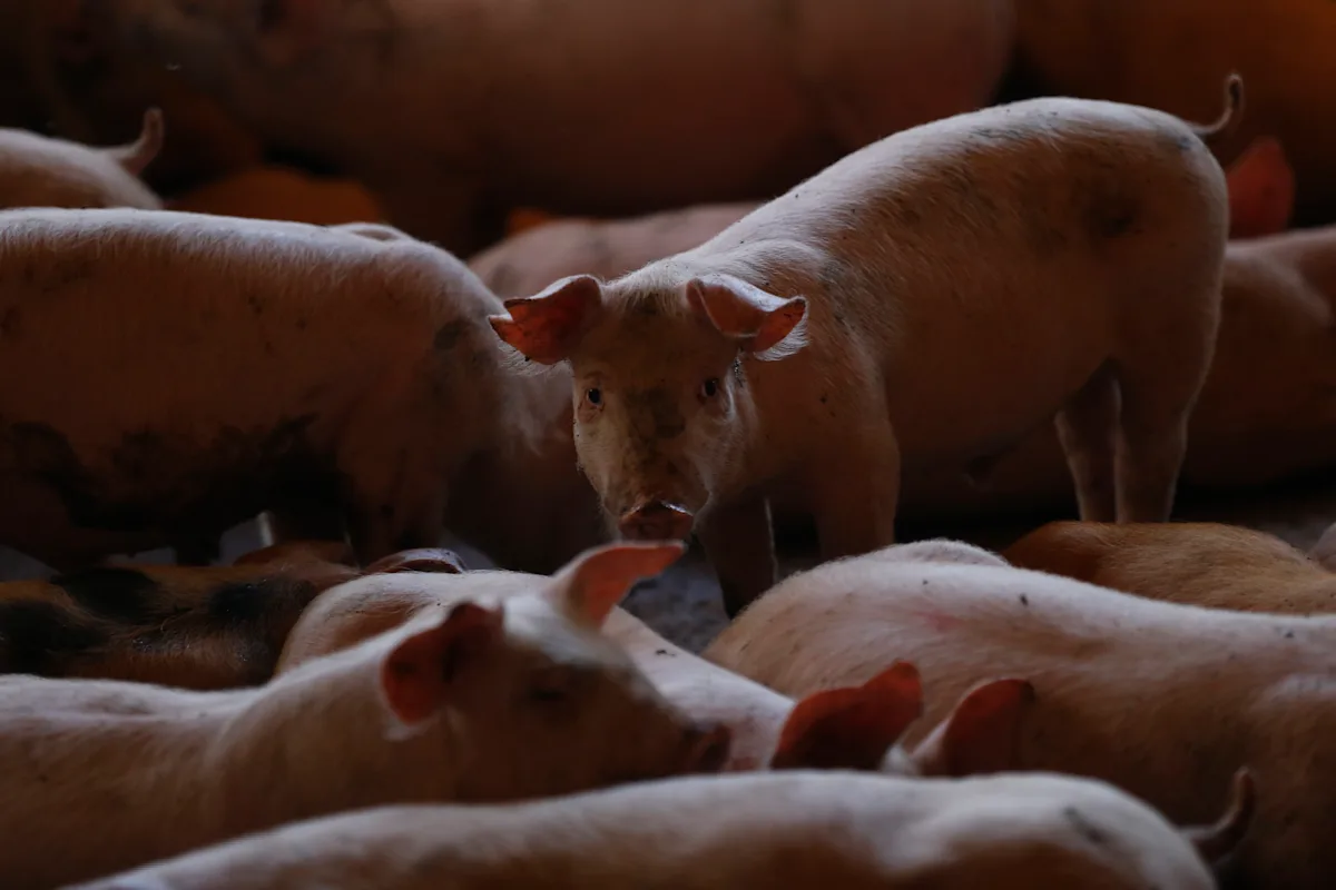 Chile suspende la importación de productos porcinos desde toda España