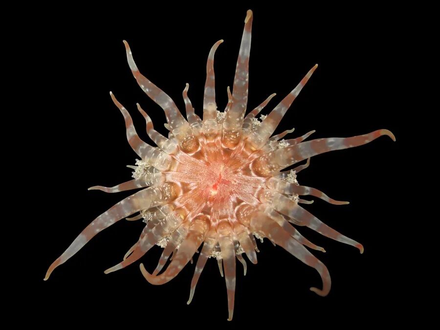Científicos del Museo Americano de Historia Natural descubren 70 nuevas especies en 2025 - Noticias de hoy en República Dominicana | De Último Minuto