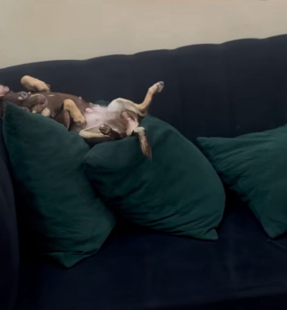 Perro se vuelve viral por trasnocharse viendo el “Live Extendido” de Alofoke | 2 | Perro se vuelve viral por trasnocharse viendo el “Live Extendido” de Alofoke - Noticias de hoy en República Dominicana | De Último Minuto