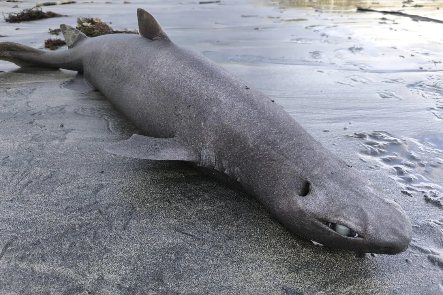 La llegada de un tiburón foca a una playa de Asturias genera gran expectación científica