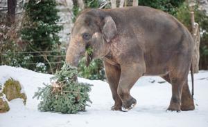 El zoo de Berlín recicla los árboles de Navidad y los sirve a sus animales | 2 | El zoo de Berlín recicla los árboles de Navidad y los sirve a sus animales - Noticias de hoy en República Dominicana | De Último Minuto