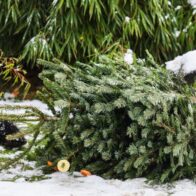 El zoo de Berlín recicla los árboles de Navidad y los sirve a sus animales