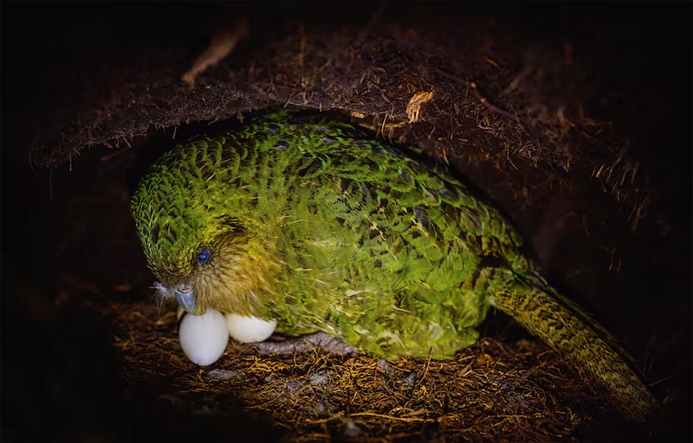 Descubren fósiles de un millón de años en cueva de Nueva Zelanda | 4 | Descubren fósiles de un millón de años en cueva de Nueva Zelanda - Noticias de hoy en República Dominicana | De Último Minuto