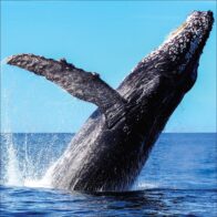 Samaná se consolida como destino de importancia mundial para el avistamiento de ballenas jorobadas - Noticias de hoy en República Dominicana | De Último Minuto
