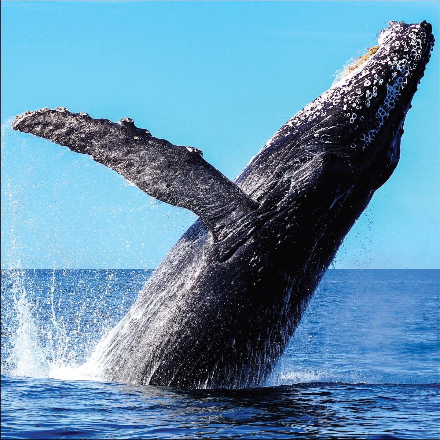 Samaná se consolida como destino de importancia mundial para el avistamiento de ballenas jorobadas - Noticias de hoy en República Dominicana | De Último Minuto