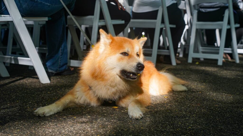 Parque del Prado, Alcaldía DN y ADATS, inauguran el Puente Arcoíris, un espacio para honrar a las mascotas fallecidas | 7 | Parque del Prado, Alcaldía DN y ADATS, inauguran el Puente Arcoíris, un espacio para honrar a las mascotas fallecidas - Noticias de hoy en República Dominicana | De Último Minuto
