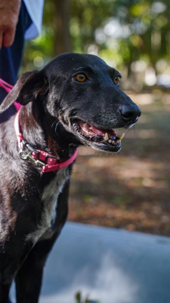 Parque del Prado, Alcaldía DN y ADATS, inauguran el Puente Arcoíris, un espacio para honrar a las mascotas fallecidas | 2 | Parque del Prado, Alcaldía DN y ADATS, inauguran el Puente Arcoíris, un espacio para honrar a las mascotas fallecidas - Noticias de hoy en República Dominicana | De Último Minuto