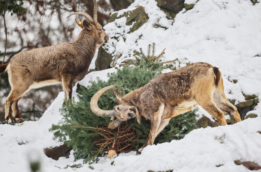 El zoo de Berlín recicla los árboles de Navidad y los sirve a sus animales | 3 | El zoo de Berlín recicla los árboles de Navidad y los sirve a sus animales - Noticias de hoy en República Dominicana | De Último Minuto