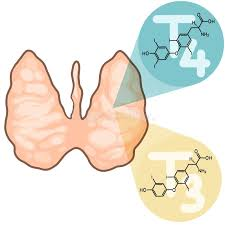 Es falso que aplicar perfume en el cuello altere la tiroides o las hormonas | 3 | Es falso que aplicar perfume en el cuello altere la tiroides o las hormonas - Noticias de hoy en República Dominicana | De Último Minuto