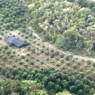 Ministerio Público y DNCD persiguen a tres hombres por cultivo de marihuana desmantelado en Baní