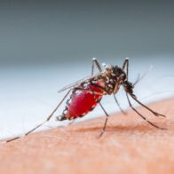 Salud Pública asegura dengue está controlado y destaca 18 meses sin muertes - Noticias de hoy en República Dominicana | De Último Minuto