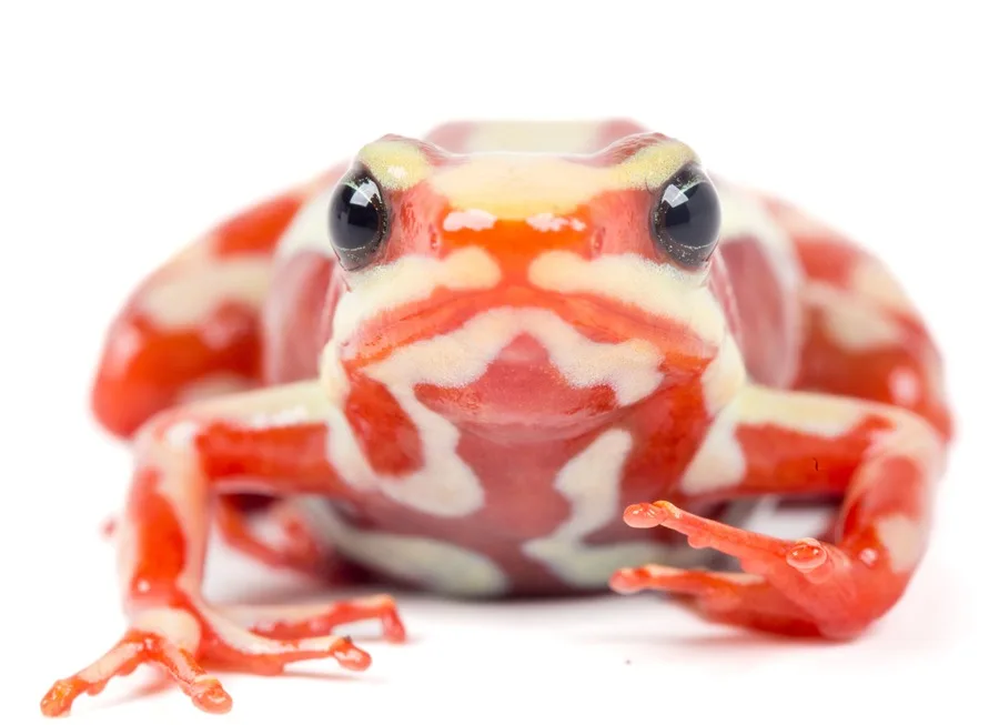 Una rana del sur de Ecuador y del norte de Perú está en el centro del caso del opositor ruso Navalni | 4 | Una rana del sur de Ecuador y del norte de Perú está en el centro del caso del opositor ruso Navalni - Noticias de hoy en República Dominicana | De Último Minuto