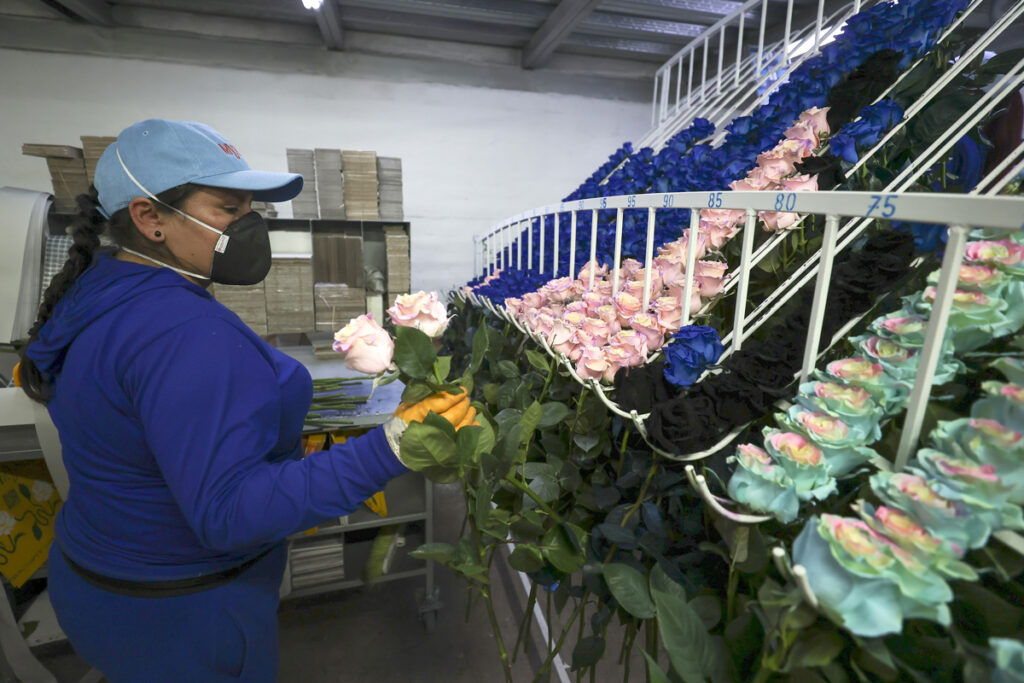 Volumen de exportación de flores de Ecuador por San Valentín podría alcanzar 39 mil toneladas este año | 2 | Volumen de exportación de flores de Ecuador por San Valentín podría alcanzar 39 mil toneladas este año - Noticias de hoy en República Dominicana | De Último Minuto