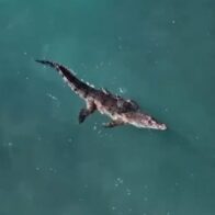 Capturan cocodrilo que había escapado de rancho turístico en Puerto Plata - Noticias de hoy en República Dominicana | De Último Minuto