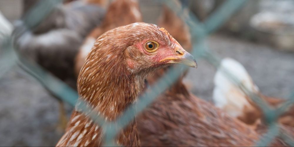 Detectan en Italia el primer caso en Europa de gripe aviar A (H9N2) en humanos