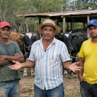Beneficiarios del programa “Regreso al Campo” del FEDA dicen no hubo evaluación antes de entregar las vacas