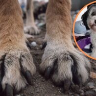 Aberrante caso de abuso sexual contra mascota en Usme será juzgado bajo la Ley Ángel - Noticias de hoy en República Dominicana | De Último Minuto