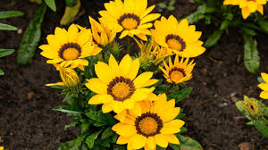 Flores amarillas, el detalle que todos esperan el 21 de marzo - Noticias de hoy en República Dominicana | De Último Minuto