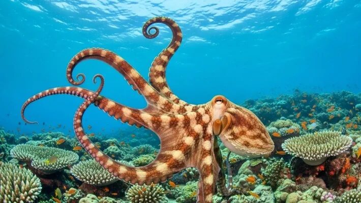 9 datos curiosos que te volarán la cabeza en 2026 y casi nadie conoce | 7 | 9 datos curiosos que te volarán la cabeza en 2026 y casi nadie conoce - Noticias de hoy en República Dominicana | De Último Minuto