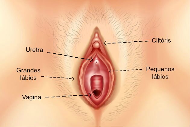 El clítoris: el gran desconocido que define el placer femenino | 2 | El clítoris: el gran desconocido que define el placer femenino - Noticias de hoy en República Dominicana | De Último Minuto