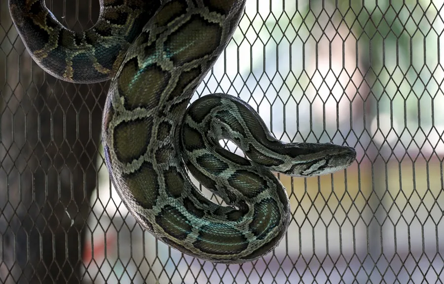 El secreto que esconden las pitones y que podría ofrecer claves para la pérdida de peso | 3 | El secreto que esconden las pitones y que podría ofrecer claves para la pérdida de peso - Noticias de hoy en República Dominicana | De Último Minuto