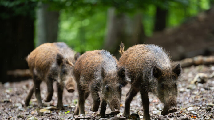 Alemania sacrificó en un año casi 3,000 jabalíes por considerarlos radioactivos