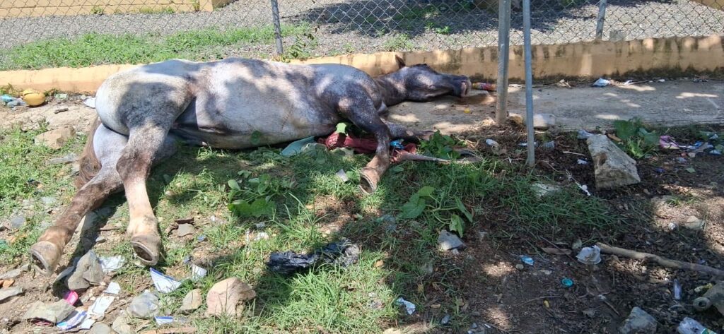 Descarga eléctrica mata yegua valorada en US$15,000 cerca de una escuela en Sabana Grande de Boyá | 2 | Descarga eléctrica mata yegua valorada en US$15,000 cerca de una escuela en Sabana Grande de Boyá - Noticias de hoy en República Dominicana | De Último Minuto