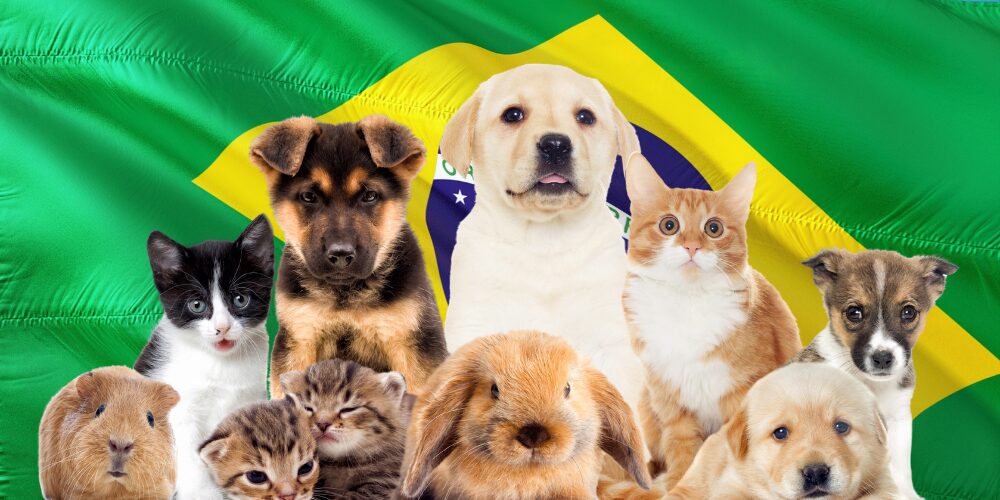 La custodia compartida de mascotas ya es ley Brasil