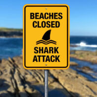 Australia cierra varias playas en Sídney por riesgo de ataques de tiburón - Noticias de hoy en República Dominicana | De Último Minuto