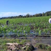 Operativos en zonas agrícolas.