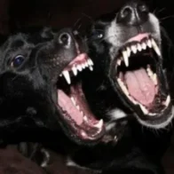 Casi 30 mil personas resultaron heridas por ataques de perros en el Reino Unido en un año - Noticias de hoy en República Dominicana | De Último Minuto