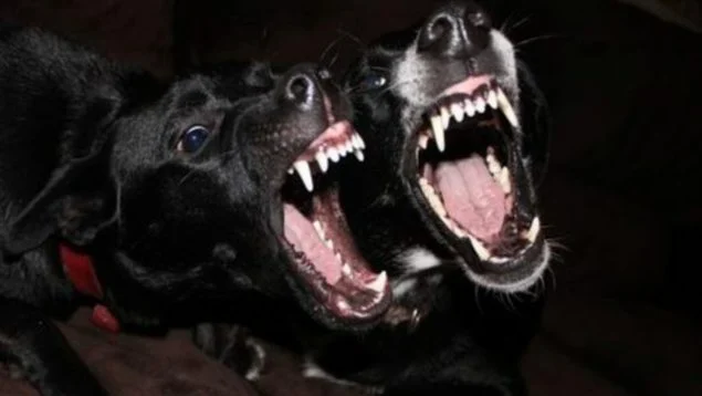 Casi 30 mil personas resultaron heridas por ataques de perros en el Reino Unido en un año