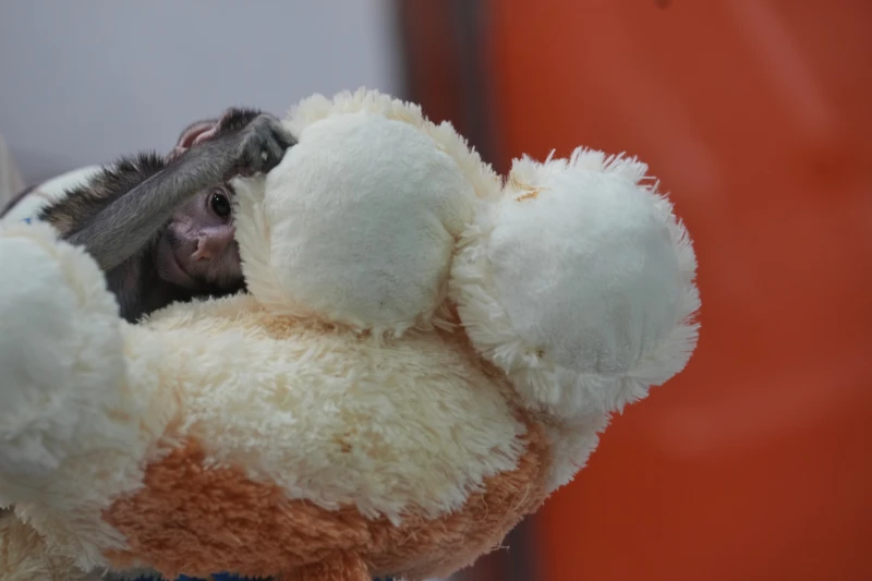 Presentamos a Yuji, el pequeño mono mexicano que encuentra consuelo en un peluche - Noticias de hoy en República Dominicana | De Último Minuto