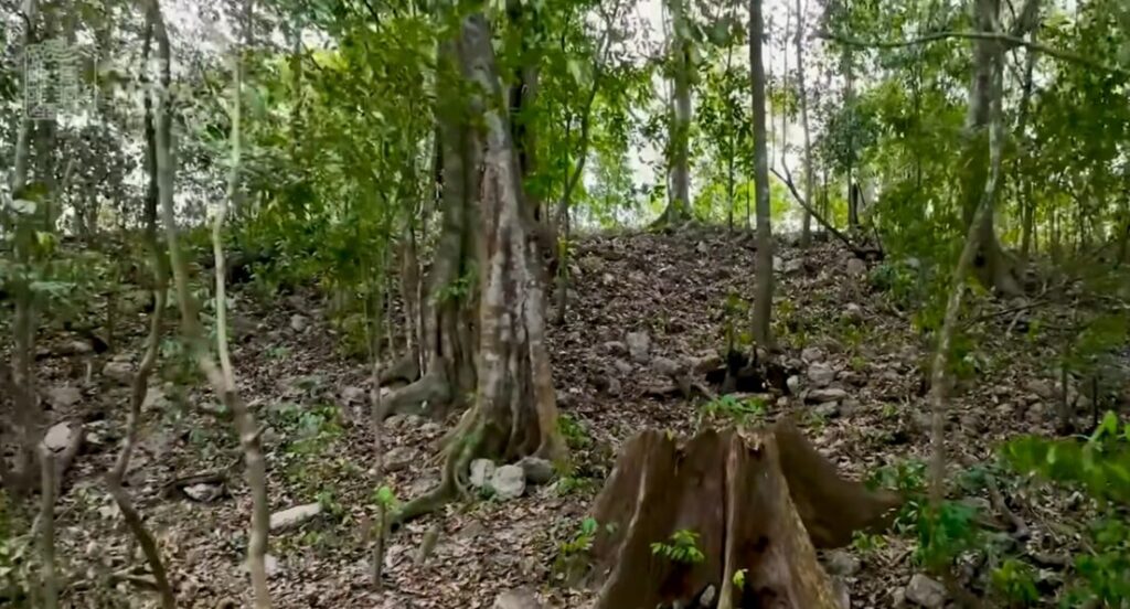 Descubren una ciudad maya oculta en la selva mexicana - Noticias de hoy en República Dominicana | De Último Minuto