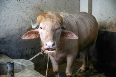 El búfalo albino apodado "Donald Trump" es trasladado a zoológico en Bangladés para evitar su sacrificio
