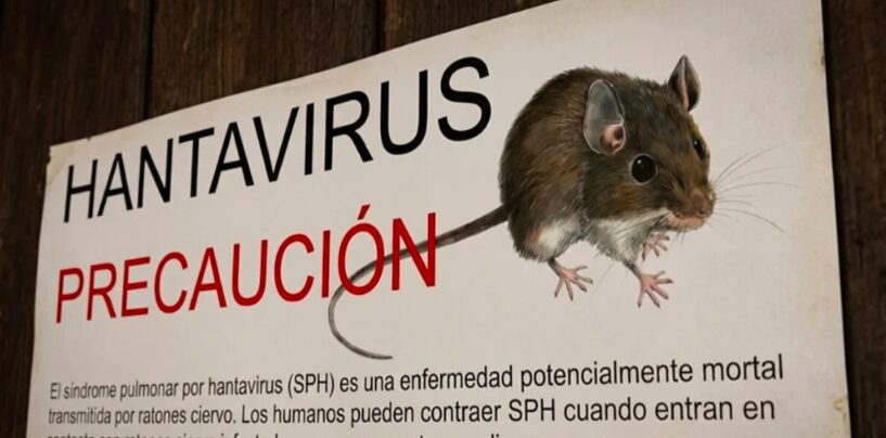 El hantavirus "nada tiene que ver con el covid", según explican los expertos - Noticias de hoy en República Dominicana | De Último Minuto