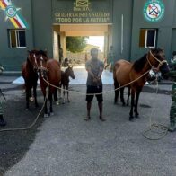 Ejército recupera animales robados localizados con drones durante operativo en Dajabón - Noticias de hoy en República Dominicana | De Último Minuto