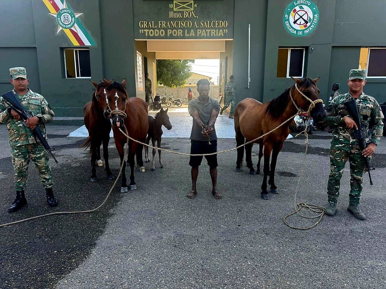 Ejército recupera animales robados localizados con drones durante operativo en Dajabón - Noticias de hoy en República Dominicana | De Último Minuto