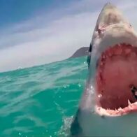 Muere un hombre tras ser atacado por un tiburón de cuatro metros en el oeste de Australia